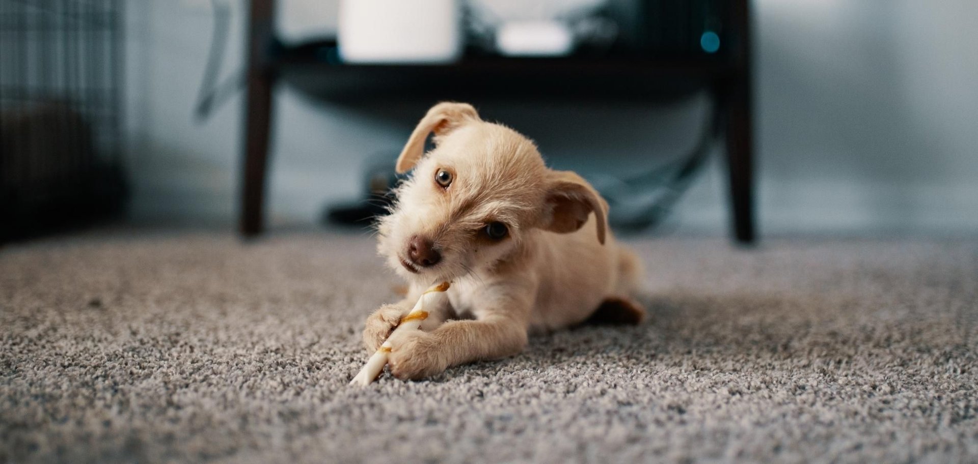 Carpet Cleaning 2 AustClean pet-safe carpet cleaning results – adorable puppy relaxing comfortably on freshly cleaned carpet in Australian home, demonstrating safe, effective cleaning for families with pets.