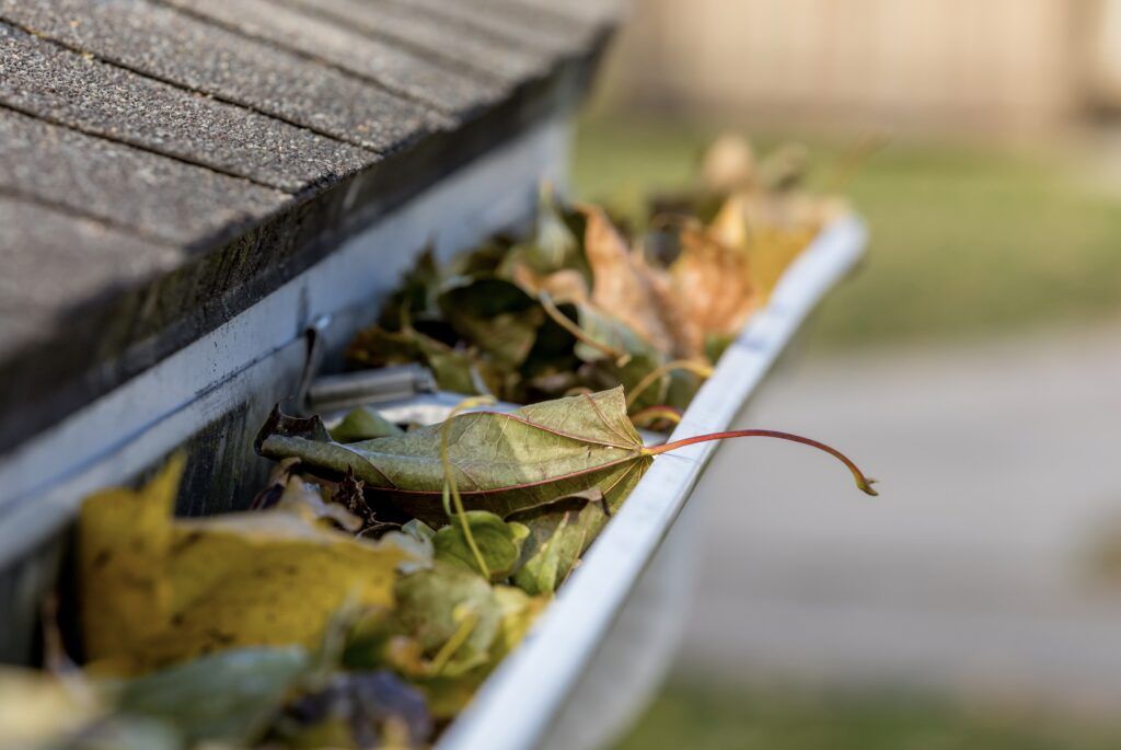 AustClean Queensland gutter cleaning – house gutter filled with dry yellow and brown leaves, showing the importance of professional gutter cleaning and roof maintenance for Australian homes.
